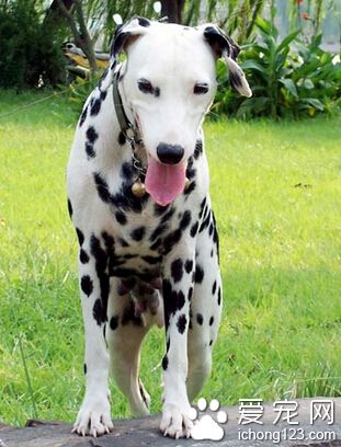 大麦町犬咬人吗 及早的检查接种疫苗