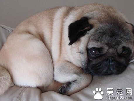 观察八哥犬怀孕迹象 判断巴哥犬怀孕的方法