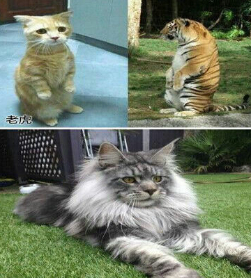 动物界的模仿大师