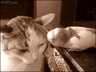 鹦鹉，一定是地球上最欠的的生物！