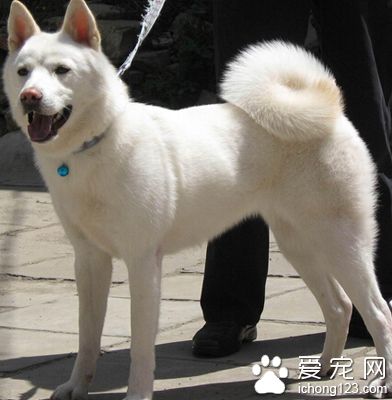 柴犬是秋田犬吗 正确区分它们之间的差别