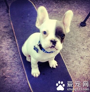 两个月狗狗吃什么 肠胃功能很脆弱