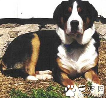 大瑞士山地犬的养护常识 疾病预防