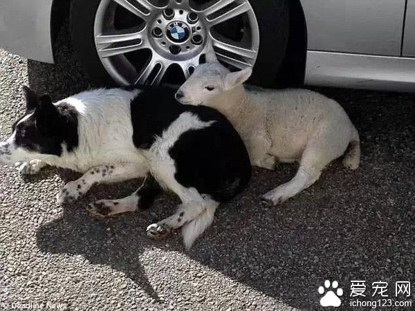 这些边牧好坏的 把小羊都教“狗”了