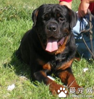 罗威纳犬护主吗 对主人非常有感情