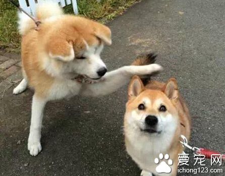 一岁还垂着耳朵的秋田 感觉萌萌哒