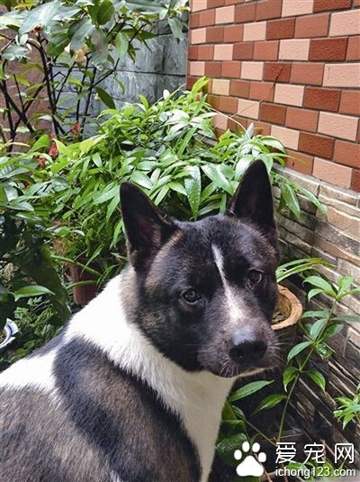 猖狂小偷小区掳走秋田犬 失主伤心求帮忙寻找