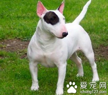 一个有关牛头梗的故事