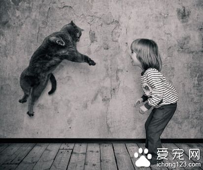 这只叫做TOM的英国短毛猫已经红遍全球了你还不认识它吗