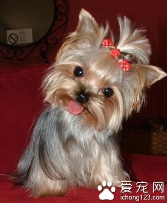 狗狗关节炎吃什么药 关节炎随年龄增加而更严重