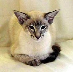 如何鉴别巴厘猫 观察它们的体型特征