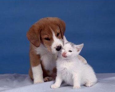 怎么训练狗狗巡回 循序渐进训练