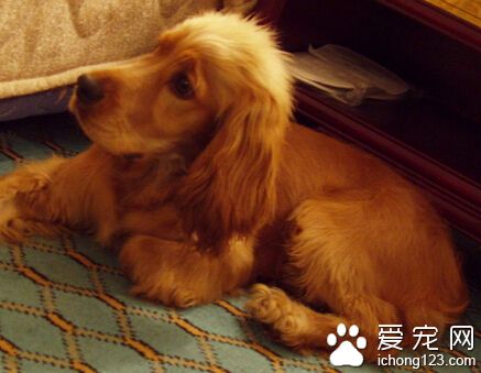 可卡是中型犬吗 纯种的一般都比较小