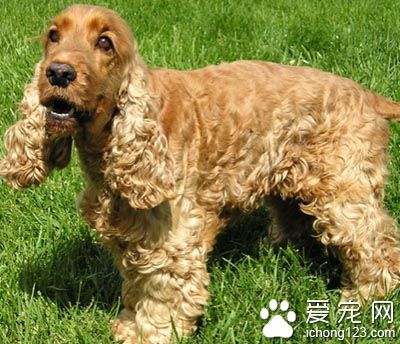 俄乌德穆尔特共和国的一名男子教会了可卡犬开车