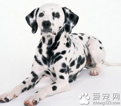 大麦町犬粘人程度 不会产生过度的依赖
