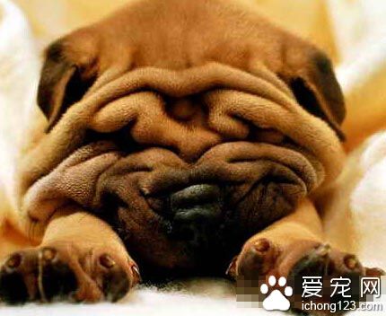 巴哥犬过度肥胖 减肥不成羞于见报 