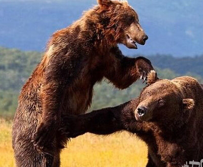 动物也会出阴招