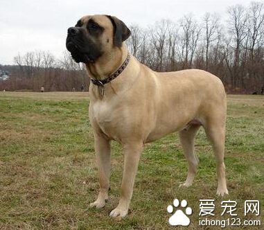 斗牛马士提夫犬的养护常识 注意日常卫生