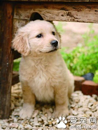  狗怕水吗 不怕水但是不喜欢洗澡