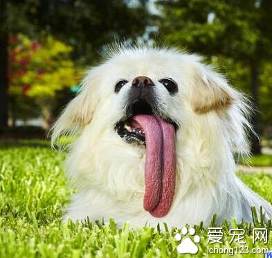 一京巴狗掉进井道 靠1个面包1瓶水顽强的撑过了一周