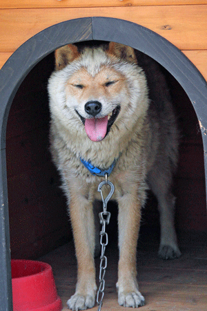 日本一柴犬走红：外形酷似羊的狗狗“刚酱”