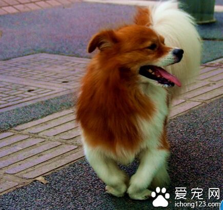 14岁“高龄”京巴狗走丢 主人急出心胀病