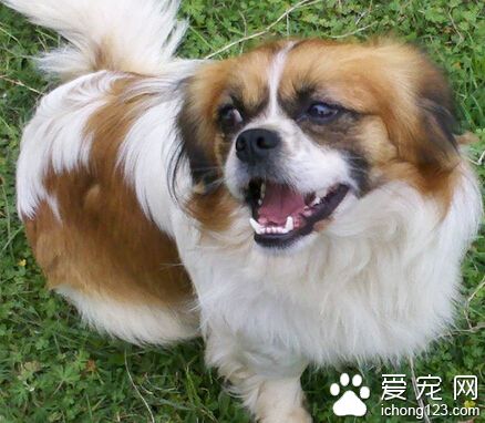 京巴狗患了绝症 狗主人前后花费近10万元为其治病