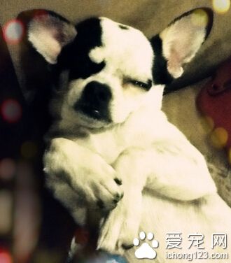 狗狗要怎么训练 三种训练技巧