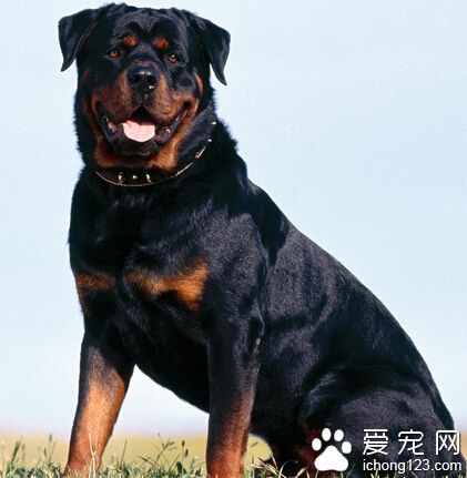 罗威纳犬看家吗 讨厌陌生人侵犯它的领地