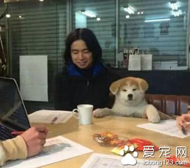 一岁还垂着耳朵的秋田 感觉萌萌哒