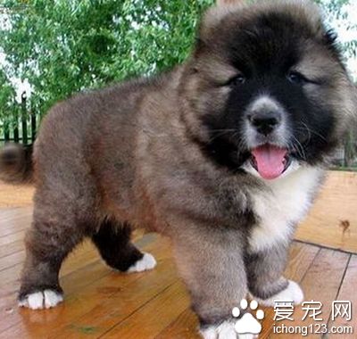 高加索犬和藏獒哪个厉害 都非常凶猛勇敢