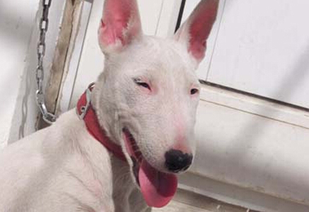 一个有关牛头梗的故事