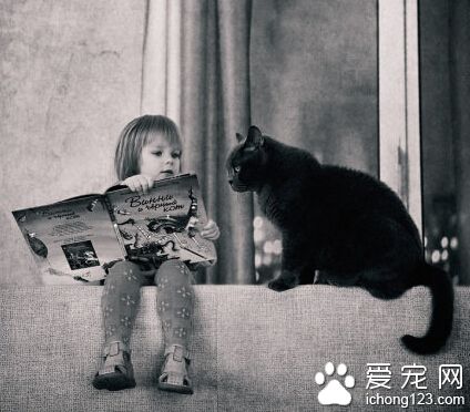 这只叫做TOM的英国短毛猫已经红遍全球了你还不认识它吗