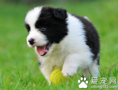 怎么训练狗狗坐立 适当运用强迫手段