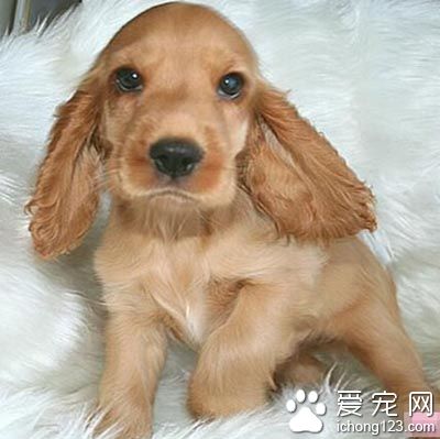 如何科学合理的去饲养可卡犬