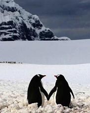 盘点10对秀恩爱的动物情侣