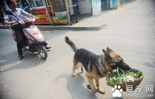 “美女”德牧犬 帮助主人买菜巡逻
