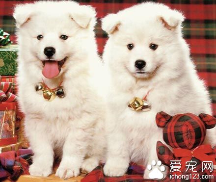 狗狗吃什么降火 一些降火的小技巧