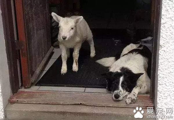 这些边牧好坏的 把小羊都教“狗”了