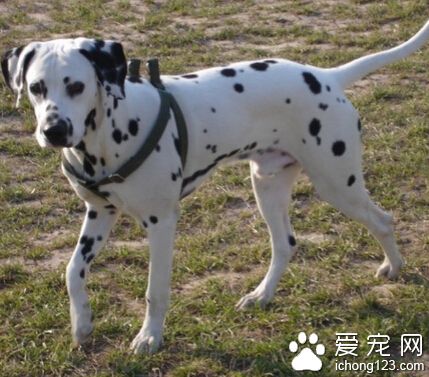 大麦町犬多少钱一只 斑点狗有优劣之分