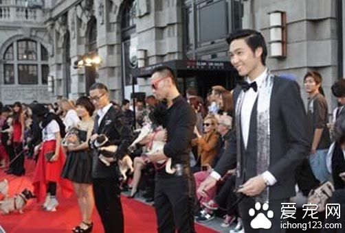 巴哥犬登上时装秀的T台 成为整场秀的主角