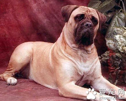 斗牛马士提夫犬怎么选 该犬的体型匀称