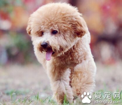 怎样训练狗狗 运动后不要立即喂食