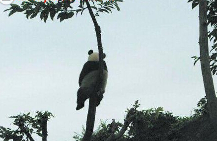 我想知道这只熊猫在树上想什么，姿势这么优美 