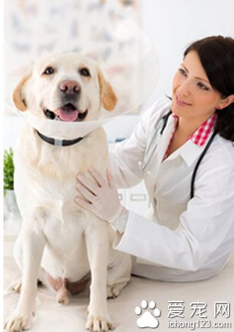 如何去挑选一只健康优质的腊肠犬