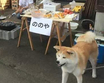 一岁还垂着耳朵的秋田 感觉萌萌哒