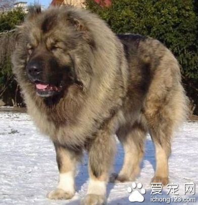 高加索犬凶吗 对陌生人有攻击性