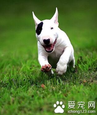 牛头梗好养么 容易得心胀病