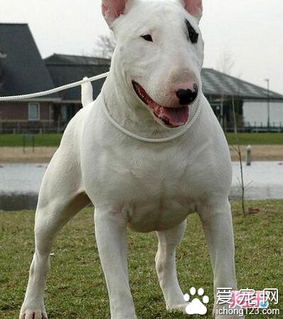 一个有关牛头梗的故事