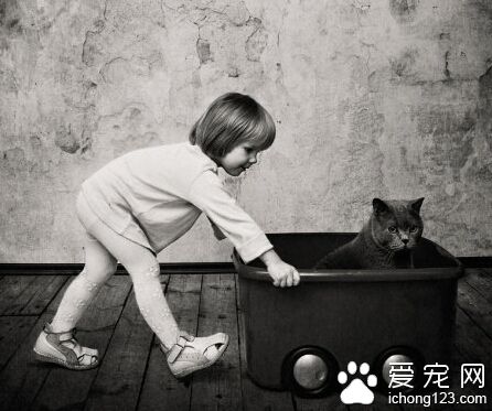 这只叫做TOM的英国短毛猫已经红遍全球了你还不认识它吗